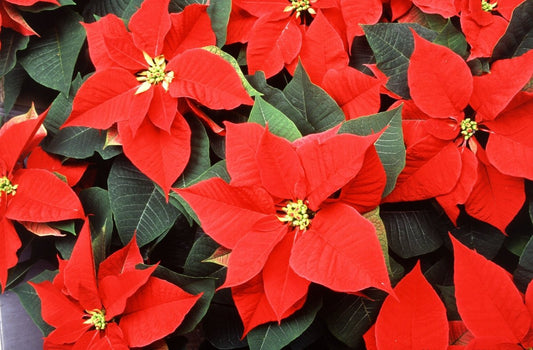 Arranjaments florals de Nadal: la flor de pasqua per a èpoques nadalenques - Floreate