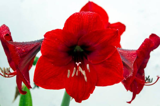 Flor del mes de Diciembre: Amarillys - Floreate