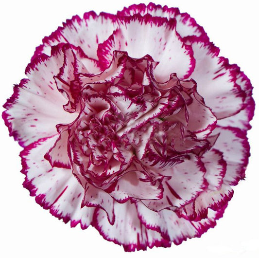 Flor del mes de Octubre: Clavel - Floreate