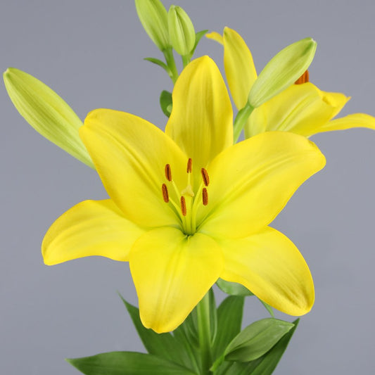 Flor del mes de Septiembre: Lilium - Floreate