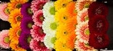 Flor del mes Mayo: Gerbera - Floreate