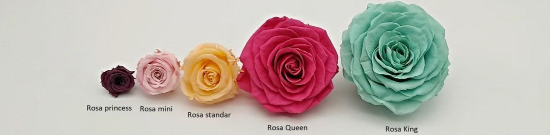 Nuestros tamaños de rosas eternas - Floreate