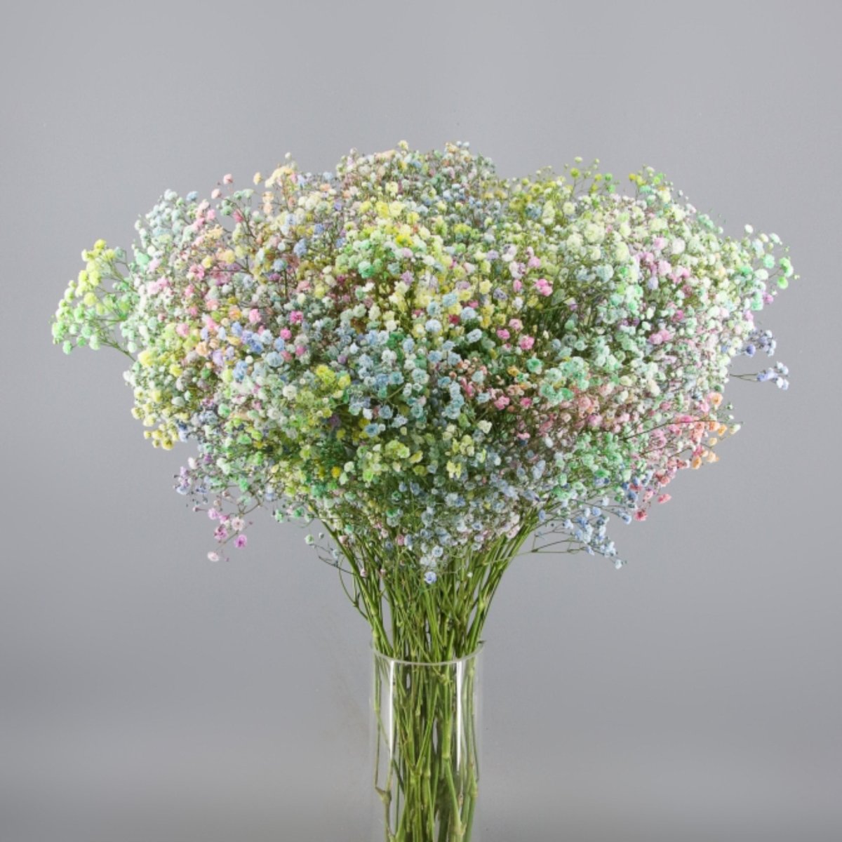 Bouquet de paniculata natural FRESCA Floreate