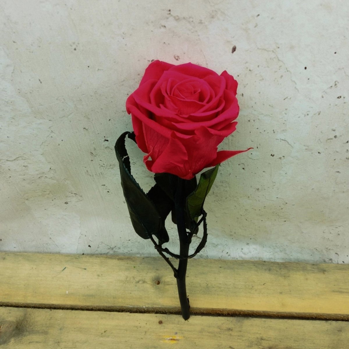 Rosa eterna preservada de 23 cm de Floréate