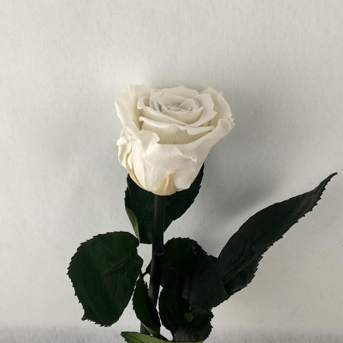 Rosa eterna preservada de Floréate Floreate