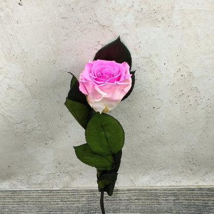 Rosa eterna preservada de Floréate
