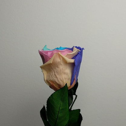 Rosa eterna preservada de Floréate Floreate