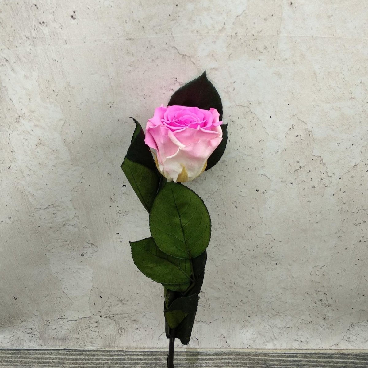 Rosa eterna preservada de Floréate