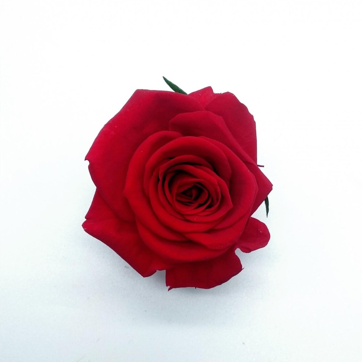 Rosa eterna preservada de Verdissimo Floreate